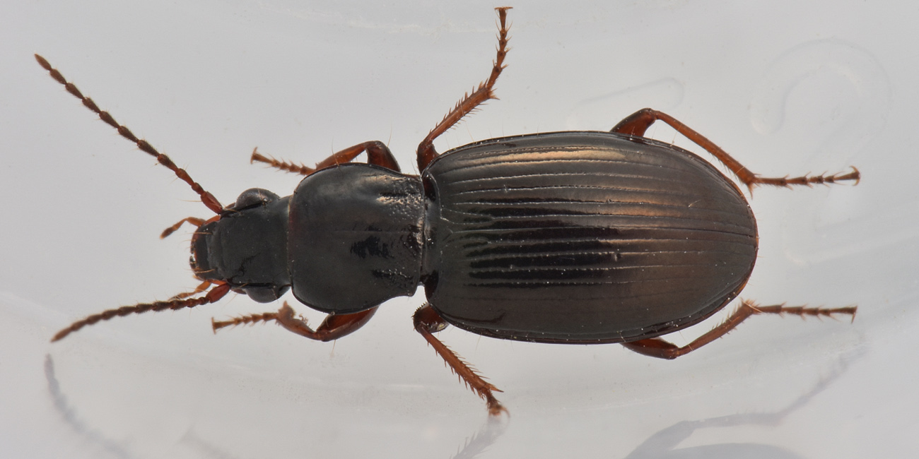 Carabidae da id.: Pterostichus strenuus